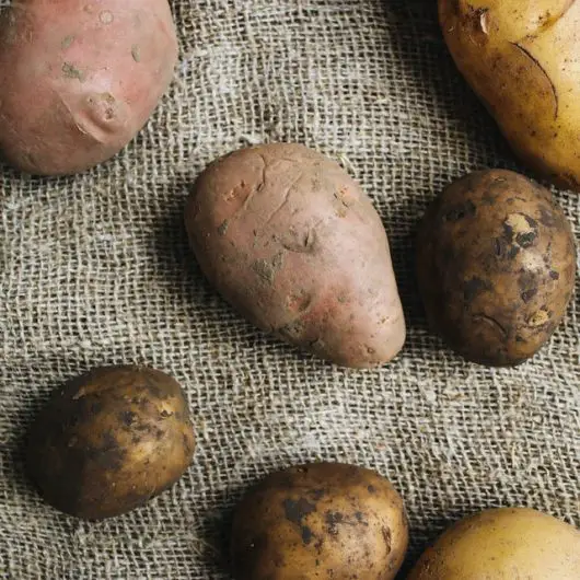 Wie viele Kartoffeln wachsen aus einer Knolle? 