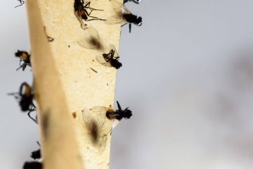 Sind Fliegenfänger Tierquälerei