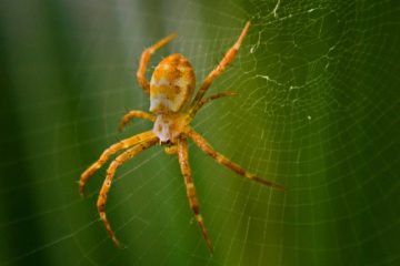 Kann man Spinnen mit Insektenspray töten?