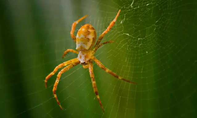 Kann man Spinnen mit Insektenspray töten?