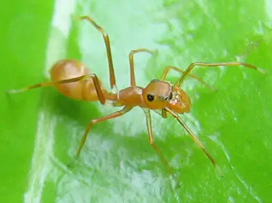Sind Ameisen Destruenten?