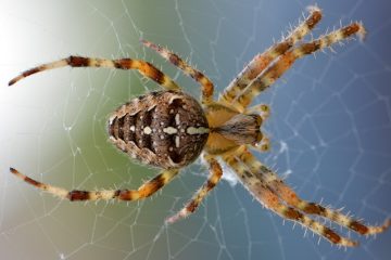 Wann kommen Spinnen ins Haus?