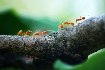 Sind Ameisen Destruenten?