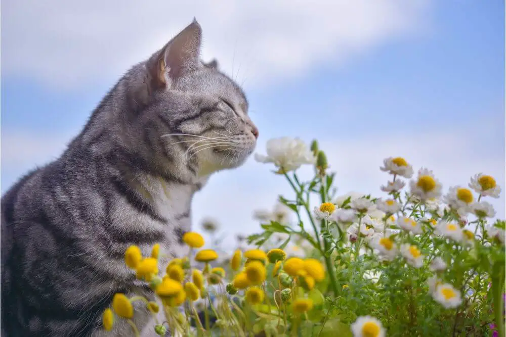 Katze riecht an Blumen