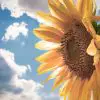 Sind Sonnenblumen giftig für Katzen und Hunde