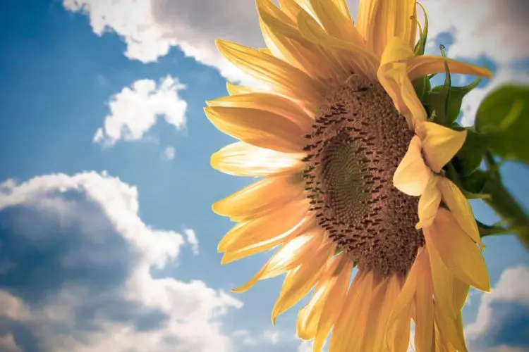Sind Sonnenblumen giftig für Katzen und Hunde