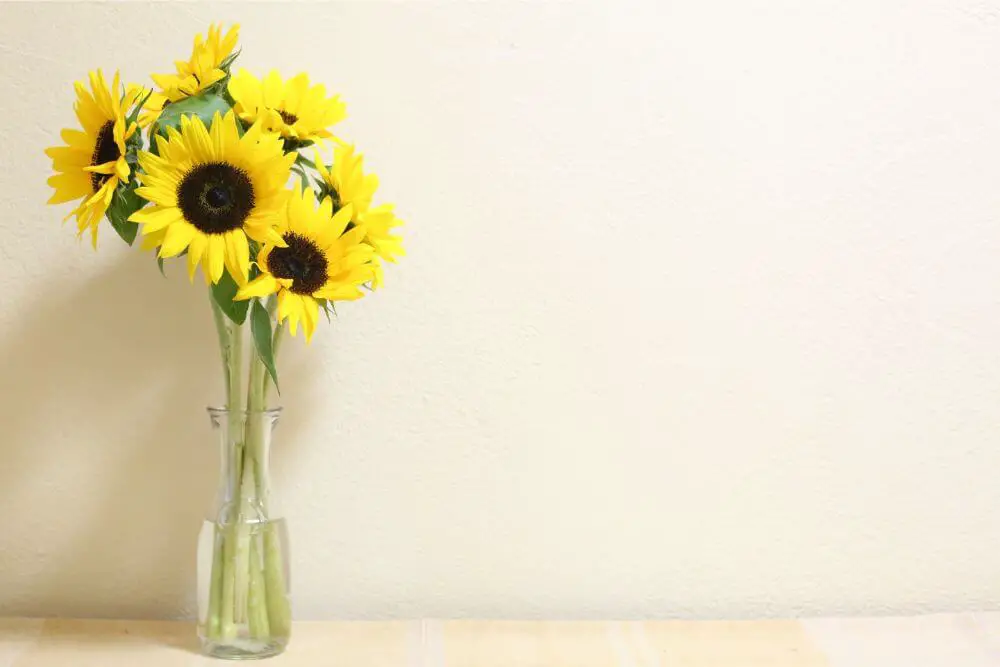 Sonnenblumen in Vase