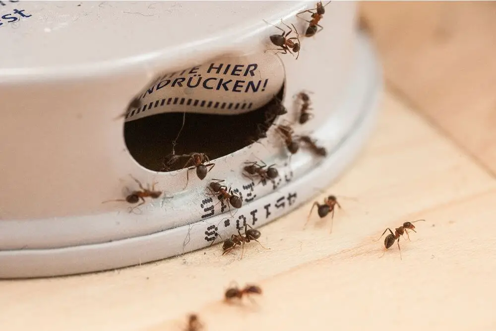 Ameisengiftköder und Ameisen