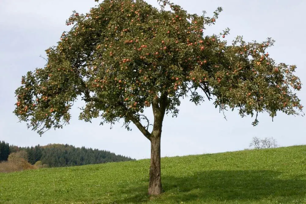 Apfelbaum auf Wiese