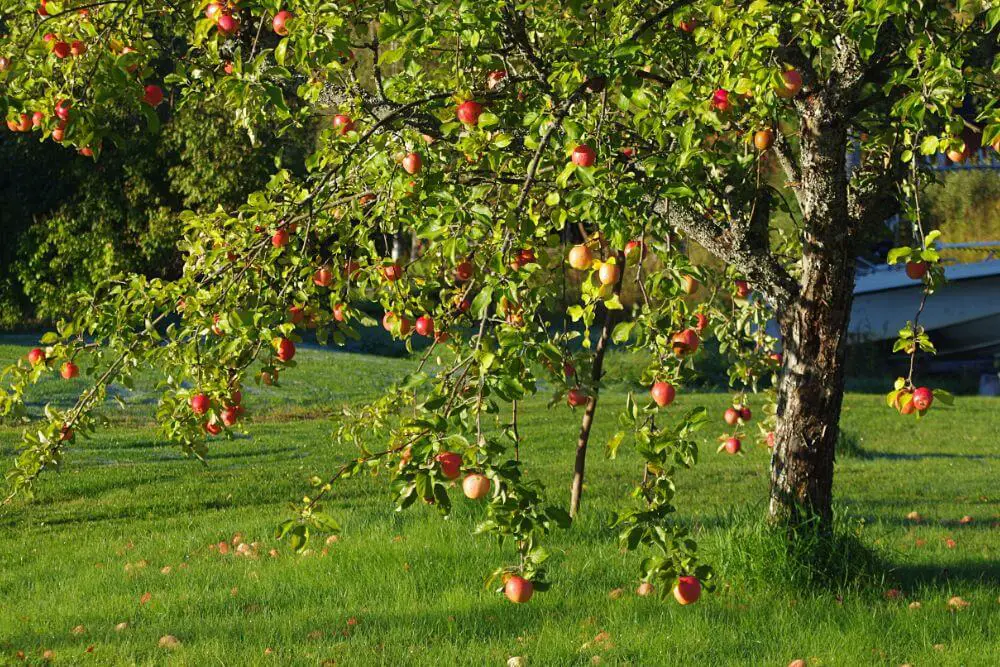Apfelbaum in Garten