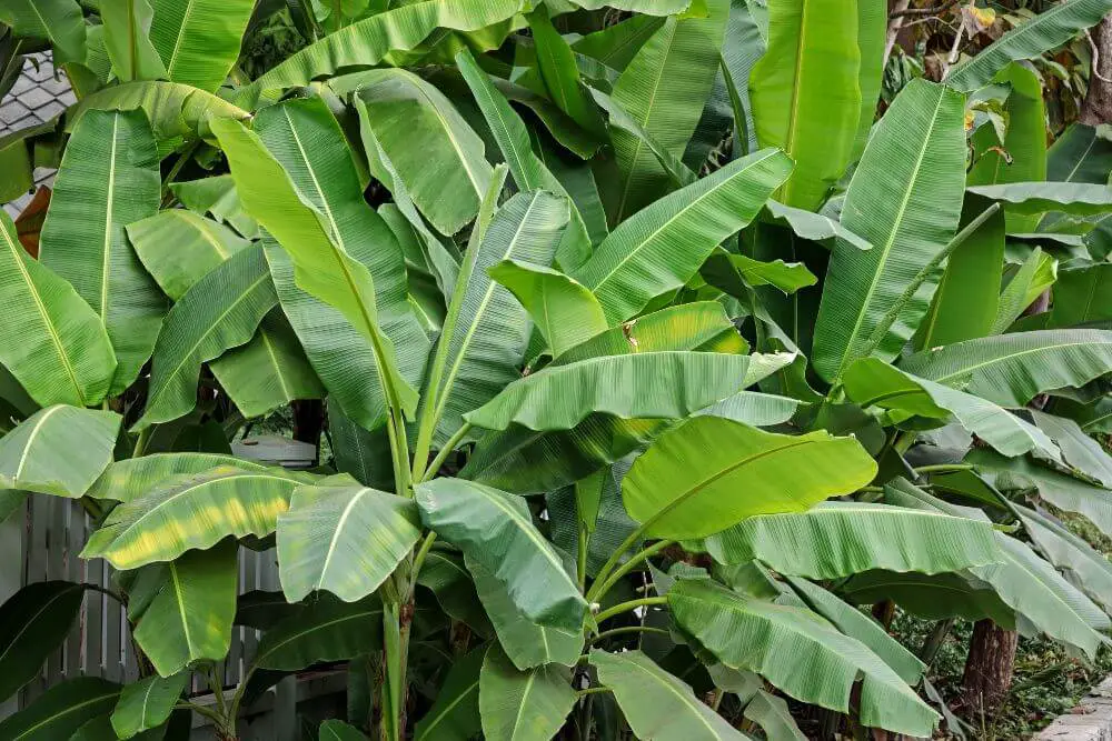 Bananenstauden im Garten