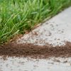 Ist Ameisengift schädlich für Vögel