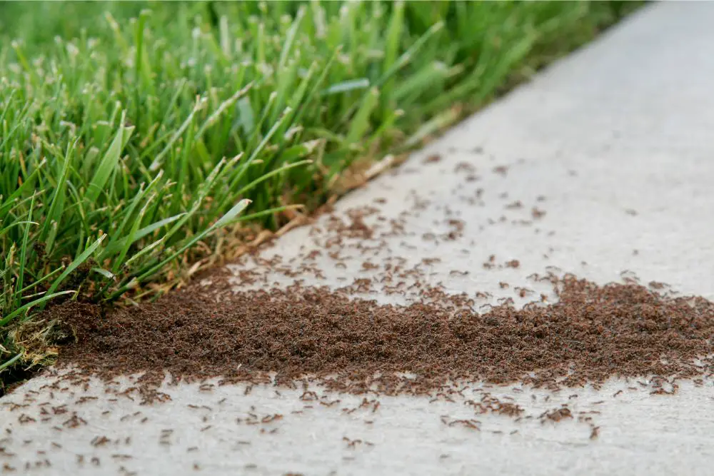 Ist Ameisengift schädlich für Vögel? hausgartengruen.de