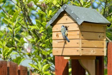 Ist Vogelfutter giftig für Katzen und Hunde