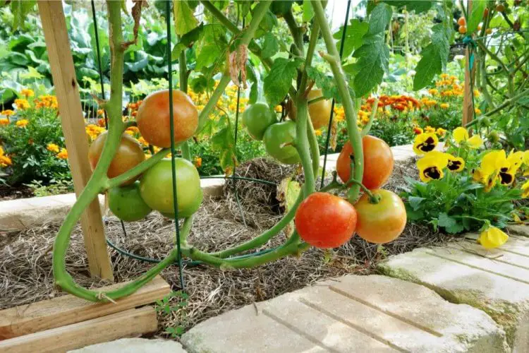 Wie tief wurzeln Tomaten? hausgartengruen.de