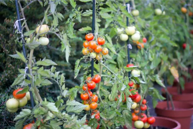 Wie tief wurzeln Tomaten? hausgartengruen.de