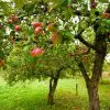 Wie tief wurzeln Apfelbäume