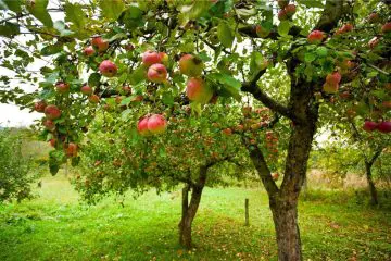 Wie tief wurzeln Apfelbäume