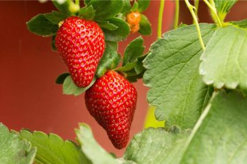 Wie tief wurzeln Erdbeeren