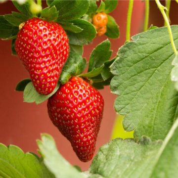 Wie tief wurzeln Tomaten? hausgartengruen.de