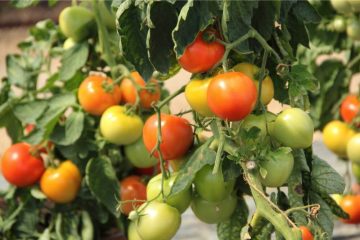 Wie tief wurzeln Tomaten