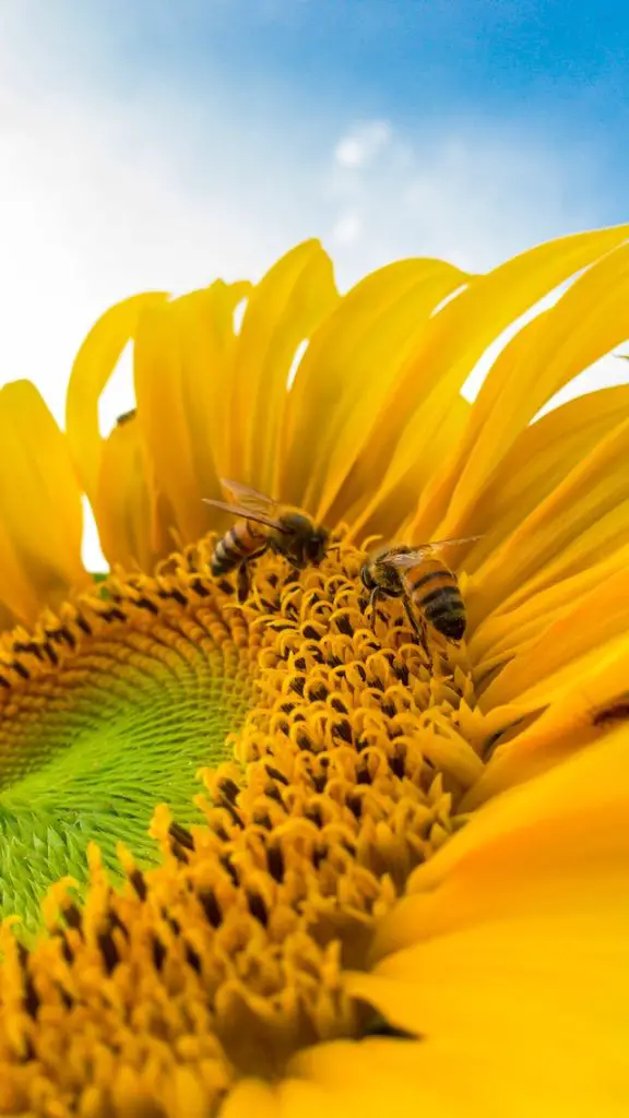 Wie viele Bienen braucht man für 1 kg Honig?