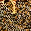 Wie viele Bienen braucht man für 1 kg Honig?