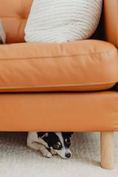 Hund unter Sofa