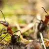 Ist Ameisengift schädlich für Pflanzen
