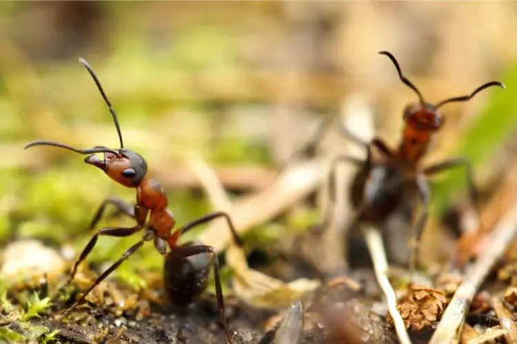 Ist Ameisengift schädlich für Pflanzen