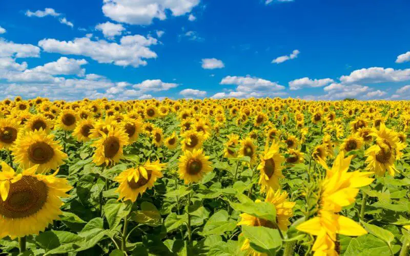 Sonnenblumen auf Feld