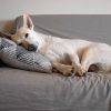 Warum lecken Hunde Sofas ab