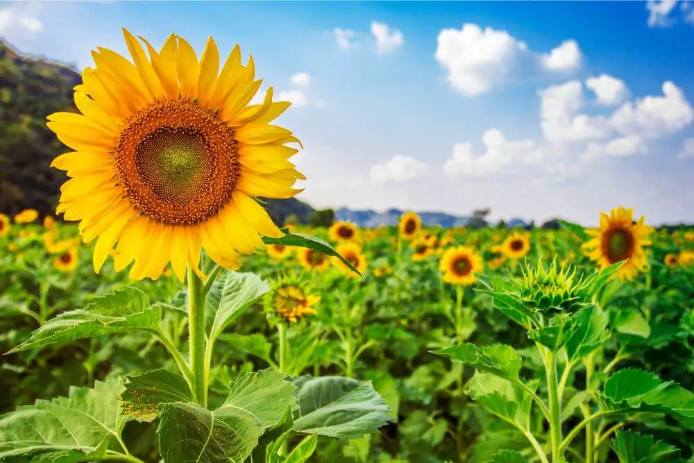 Wie tief wurzeln Sonnenblumen? hausgartengruen.de