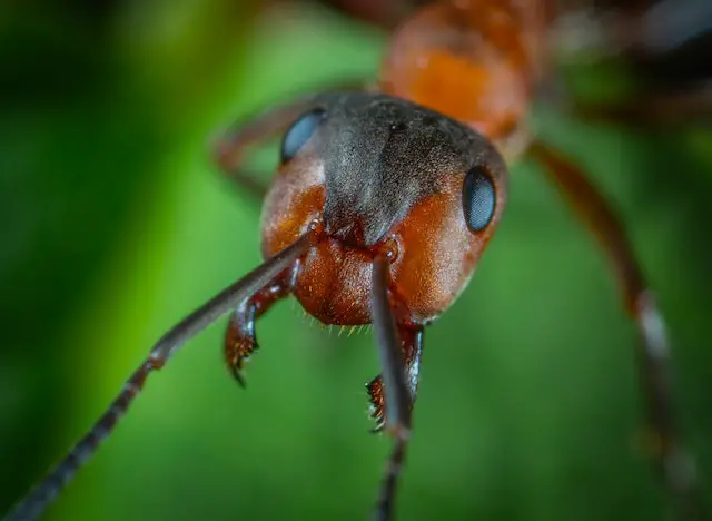 Asche gegen Ameisen – eine gute Idee?