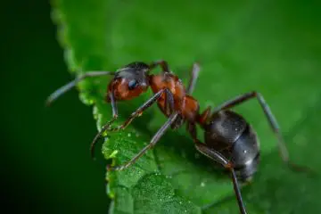 Asche gegen Ameisen – eine gute Idee?